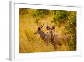 Wild African Deer, at Kruger National Park, Johannesburg, South Africa, Africa-Laura Grier-Framed Photographic Print