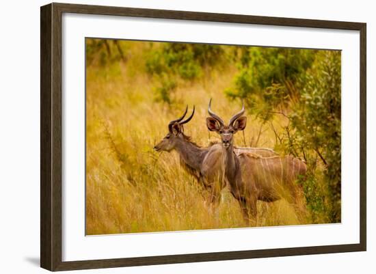 Wild African Deer, at Kruger National Park, Johannesburg, South Africa, Africa-Laura Grier-Framed Photographic Print