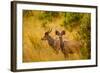 Wild African Deer, at Kruger National Park, Johannesburg, South Africa, Africa-Laura Grier-Framed Photographic Print