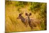 Wild African Deer, at Kruger National Park, Johannesburg, South Africa, Africa-Laura Grier-Mounted Photographic Print