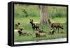 Wild African Hunting Dogs-null-Framed Stretched Canvas