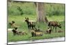 Wild African Hunting Dogs-null-Mounted Photographic Print