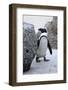 Wild African Penguin-mlorenz-Framed Photographic Print