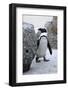 Wild African Penguin-mlorenz-Framed Photographic Print