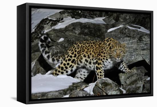 Wild Amur Leopard (Panthera Pardus Orientalis) on Rocky Hillside, Kedrovaya Pad Reserve, Russia-Vladimir Medvedev-Framed Stretched Canvas