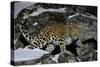 Wild Amur Leopard (Panthera Pardus Orientalis) on Rocky Hillside, Kedrovaya Pad Reserve, Russia-Vladimir Medvedev-Stretched Canvas