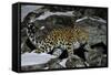 Wild Amur Leopard (Panthera Pardus Orientalis) on Rocky Hillside, Kedrovaya Pad Reserve, Russia-Vladimir Medvedev-Framed Stretched Canvas