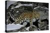 Wild Amur Leopard (Panthera Pardus Orientalis) on Rocky Hillside, Kedrovaya Pad Reserve, Russia-Vladimir Medvedev-Stretched Canvas