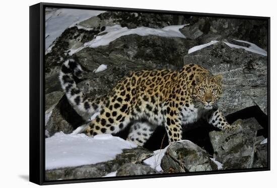 Wild Amur Leopard (Panthera Pardus Orientalis) on Rocky Hillside, Kedrovaya Pad Reserve, Russia-Vladimir Medvedev-Framed Stretched Canvas