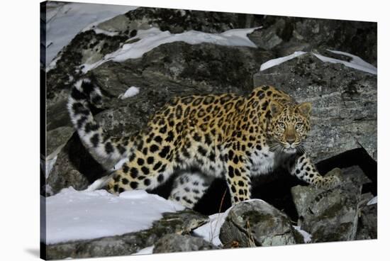 Wild Amur Leopard (Panthera Pardus Orientalis) on Rocky Hillside, Kedrovaya Pad Reserve, Russia-Vladimir Medvedev-Stretched Canvas