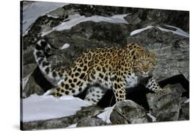 Wild Amur Leopard (Panthera Pardus Orientalis) on Rocky Hillside, Kedrovaya Pad Reserve, Russia-Vladimir Medvedev-Stretched Canvas