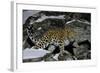 Wild Amur Leopard (Panthera Pardus Orientalis) on Rocky Hillside, Kedrovaya Pad Reserve, Russia-Vladimir Medvedev-Framed Photographic Print