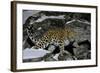 Wild Amur Leopard (Panthera Pardus Orientalis) on Rocky Hillside, Kedrovaya Pad Reserve, Russia-Vladimir Medvedev-Framed Photographic Print