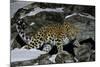 Wild Amur Leopard (Panthera Pardus Orientalis) on Rocky Hillside, Kedrovaya Pad Reserve, Russia-Vladimir Medvedev-Mounted Photographic Print