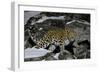 Wild Amur Leopard (Panthera Pardus Orientalis) on Rocky Hillside, Kedrovaya Pad Reserve, Russia-Vladimir Medvedev-Framed Photographic Print