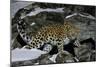 Wild Amur Leopard (Panthera Pardus Orientalis) on Rocky Hillside, Kedrovaya Pad Reserve, Russia-Vladimir Medvedev-Mounted Photographic Print