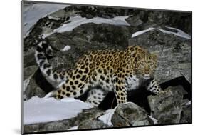 Wild Amur Leopard (Panthera Pardus Orientalis) on Rocky Hillside, Kedrovaya Pad Reserve, Russia-Vladimir Medvedev-Mounted Photographic Print