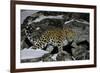 Wild Amur Leopard (Panthera Pardus Orientalis) on Rocky Hillside, Kedrovaya Pad Reserve, Russia-Vladimir Medvedev-Framed Photographic Print