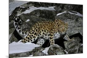 Wild Amur Leopard (Panthera Pardus Orientalis) on Rocky Hillside, Kedrovaya Pad Reserve, Russia-Vladimir Medvedev-Mounted Photographic Print