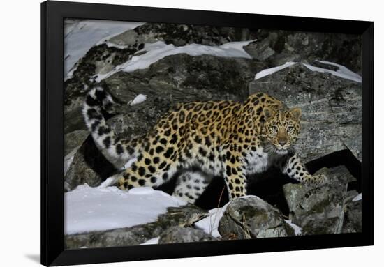 Wild Amur Leopard (Panthera Pardus Orientalis) on Rocky Hillside, Kedrovaya Pad Reserve, Russia-Vladimir Medvedev-Framed Photographic Print