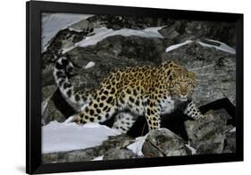 Wild Amur Leopard (Panthera Pardus Orientalis) on Rocky Hillside, Kedrovaya Pad Reserve, Russia-Vladimir Medvedev-Framed Photographic Print