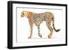 Wild and Free VII Bold-James Wiens-Framed Premium Giclee Print