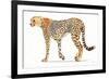 Wild and Free VII Bold-James Wiens-Framed Art Print