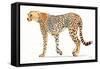 Wild and Free VII Bold-James Wiens-Framed Stretched Canvas