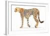 Wild and Free VII Bold-James Wiens-Framed Art Print