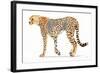 Wild and Free VII Bold-James Wiens-Framed Art Print