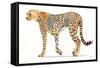 Wild and Free VII Bold-James Wiens-Framed Stretched Canvas