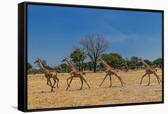 Wild and Free-Piet Flour-Framed Stretched Canvas