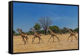 Wild and Free-Piet Flour-Framed Stretched Canvas