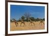 Wild and Free-Piet Flour-Framed Photographic Print