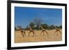 Wild and Free-Piet Flour-Framed Photographic Print