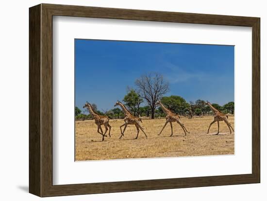 Wild and Free-Piet Flour-Framed Photographic Print