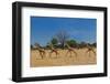 Wild and Free-Piet Flour-Framed Photographic Print