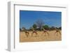 Wild and Free-Piet Flour-Framed Photographic Print