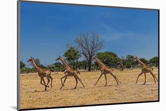 Wild and Free-Piet Flour-Mounted Photographic Print