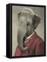 Wild Animals #1-J Hovenstine Studios-Framed Stretched Canvas