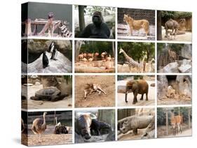Wild Animals Collage-miff32-Stretched Canvas