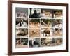 Wild Animals Collage-miff32-Framed Art Print