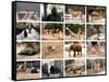 Wild Animals Collage-miff32-Framed Stretched Canvas