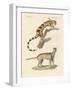 Wild Animals-null-Framed Giclee Print