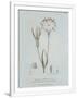 Gramercy White