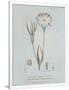 Gramercy White