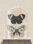 Cottage Butterflies II-Wild Apple Portfolio-Art Print