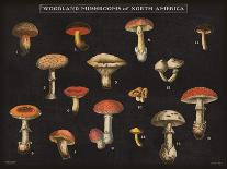 Mushroom Chart III-Wild Apple Portfolio-Art Print