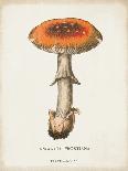 Mushroom Chart III-Wild Apple Portfolio-Art Print