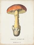 Mushroom Chart I-Wild Apple Portfolio-Art Print